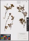 Foto von Salix aurita L.